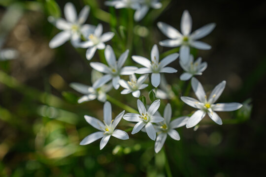 Beautiful white flowers of the Star-of-Bethlehem.