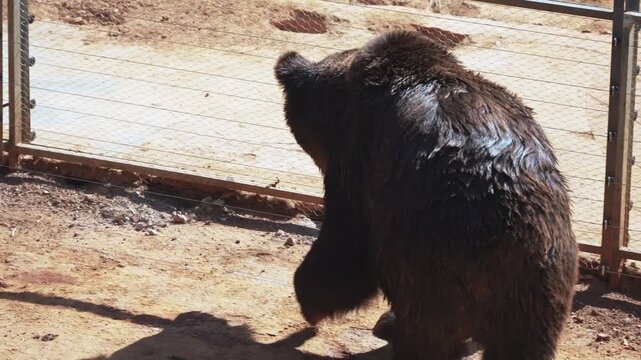 Brown Bear Walking in Zoo Enclosure