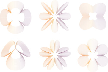 Fototapeta premium White Frangipani Plumeria Flowers Isolated on White Background