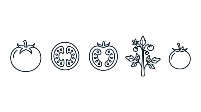 Tomato plant and fruit line art icons illustrate various stages of growth, from whole vegetables and sliced halves to a thriving plant with small ripening fruits.