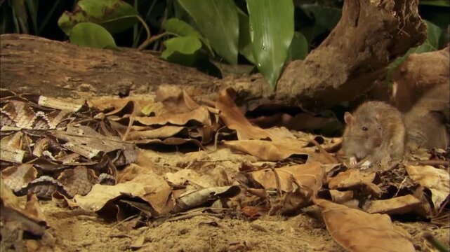 Macro Portrait of Brown Rat Eating, Rattus Norvegicus in Natural Habitat