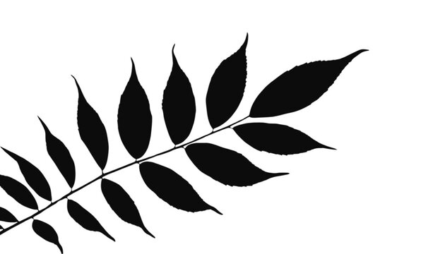Isolated black silhouette of a fern frond with multiple leaves extending from a central stem.