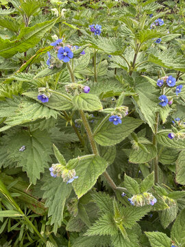 Green alkanet, also known as Evergreen bugloss or Pentaglottis sempervirens