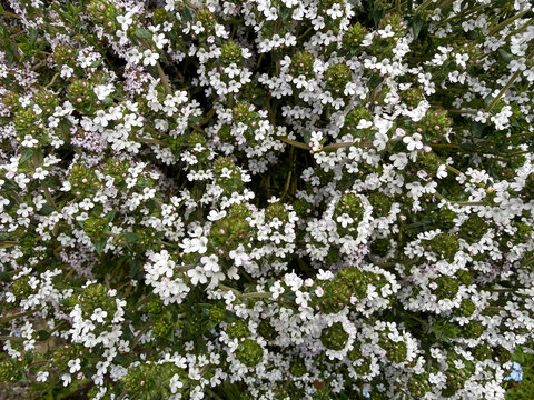Thyme, also known as Thymus serpyllum 'Snowdrift' flowering in summer