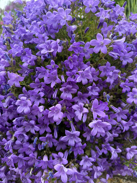 Aubrietia, Purple Cascade, flowers cascading down a garden wall in springtime