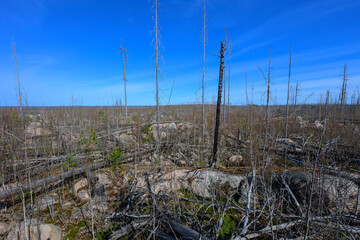 Obraz premium Wide barren forest landscape showing aftermath of wildfire and deforestation under clear blue sky.