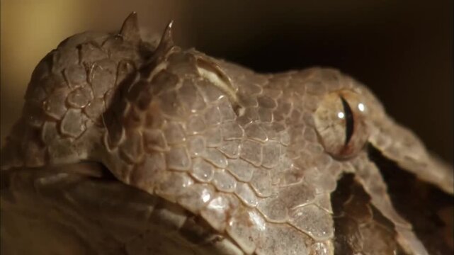 Macro View of Gaboon Viper Face Showing Camouflage Scales and Long Fangs