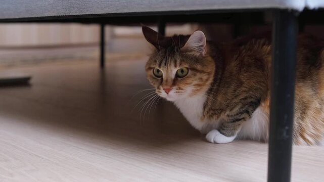 Rescued Cat Stress Response During Home Integration. A stray animal exhibiting stress and insecurity after being brought indoors. The concept of post-rescue adaptation