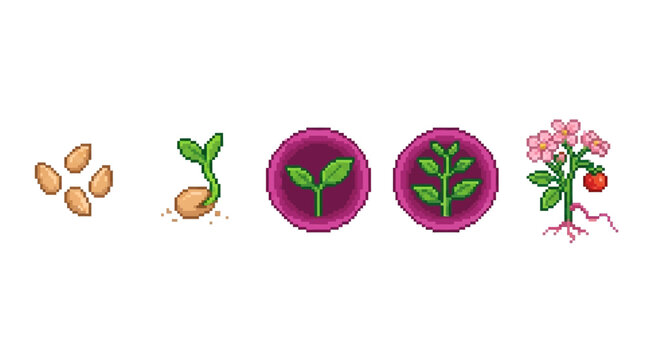 The life cycle of a tomato plant from seed to fruit, illustrated in a sequence of five icons