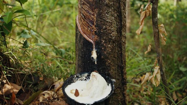 Dripping latex from rubber tree during harvest