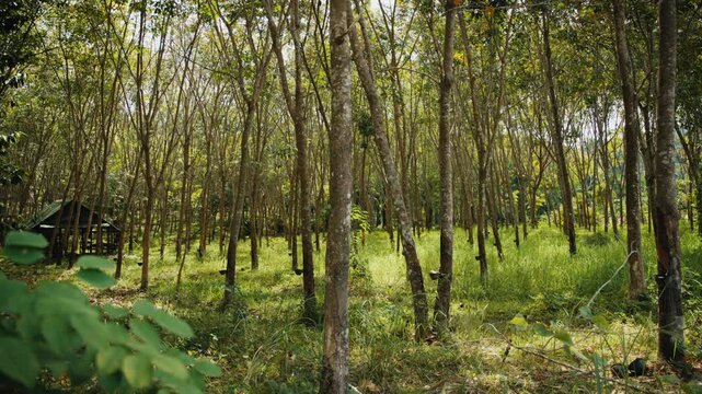 Rubber tree plantation on a sunny day