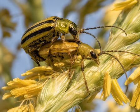 Male and female Diabrotica virgifera in copula on corn tassel, showing sexual dimorphism and coloration against golden anthers