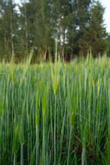 Fototapeta premium Close up view of young green barley ears growing in agricultural field in summer. Fresh cereal stalks on farming land with blurry forest trees background. Detailed shot of developing grain crop