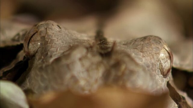 Extreme Close Up Portrait of Venomous Gaboon Viper Staring