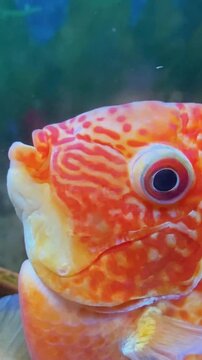 A close-up of a red severum cichlid fish in a fish tank. The fish is swimming upwards, with the focus being on the scales and the fins of this bright red and orange fish. 