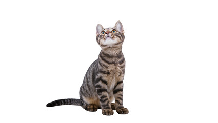 Fototapeta premium Isolated curious tabby kitten looking up with big eyes, attentive and playful