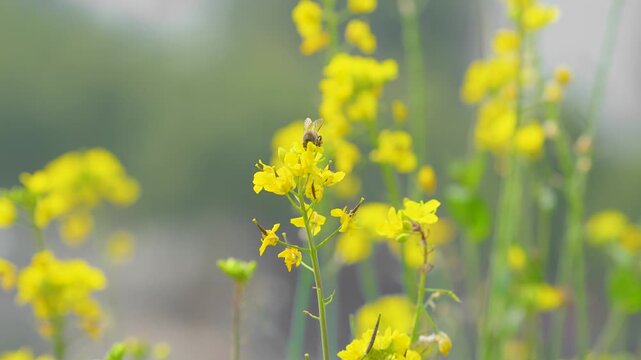 Bee Pollinating Yellow Mustard Flowers in Spring Meadow