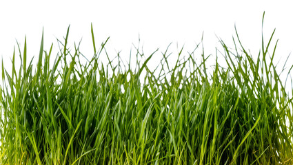 Obraz premium Isolated lush fresh vibrant green grass border for natural design elements and organic concepts