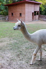 Naklejka premium Curious White Alpaca Walking Along Woodland Edge With Herd At Rustic Farm Fence