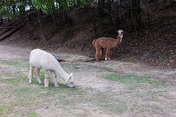 Naklejka premium Curious White Alpaca Walking Along Woodland Edge With Herd At Rustic Farm Fence