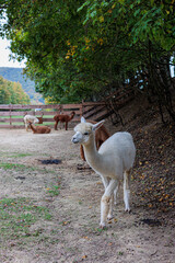 Naklejka premium Curious White Alpaca Walking Along Woodland Edge With Herd At Rustic Farm Fence