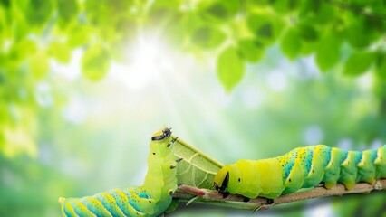 Green caterpillar crawling on a green leaf © BillionPhotos.com