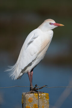 Garcilla bueyera (Bubulcus ibis)
