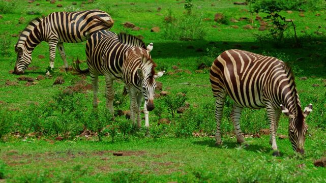 A small herd of zebras on green grass 