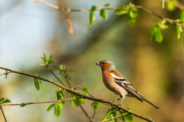 Fototapeta premium Common Chaffinch in Spring Nature