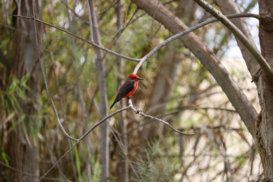 Crimson Bird Among Desert Trees