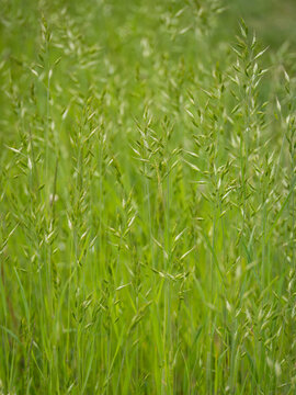 Green brome grass growing in a meadow.