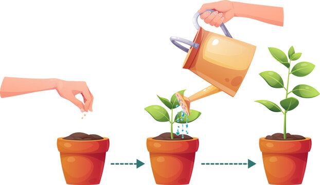 Gardening life cycle infographic illustration. Planting seeds, watering a sprout with a watering can, and a grown seedling in terracotta pots connected by arrows on a white background. Perfect for edu