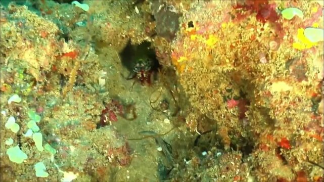 Macro View of Peacock Mantis Shrimp Face and Club Smashers, Marine Biology, Slow Motion