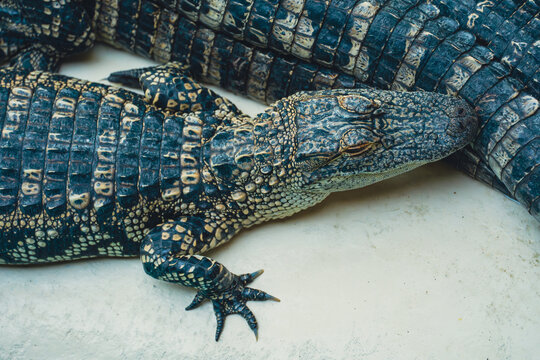 Top down macro shot of a juvenile American alligator showing the intricate scaly skin and rigid osteoderm armor on its back.