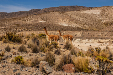 Obraz premium Vicuna (Lama vicugna) in Reserva nacional de Salinas y Aguada Blanca, Peru
