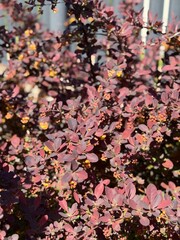 Fototapeta premium A close-up of a Thunberg's barberry shrub showcasing vibrant deep purple foliage and small yellow blossoms in spring sunlight. Great for gardening and landscape design.