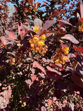A close-up of a Thunberg's barberry shrub showcasing vibrant deep purple foliage and small yellow blossoms in spring sunlight. Great for gardening and landscape design.