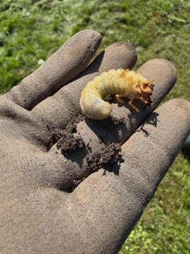 A close-up of a large white chafer grub or cockchafer larva holding dirt on a gardener's glove. Ideal for agriculture, pest control, and gardening problems. May beetle larva on a gloved hand.