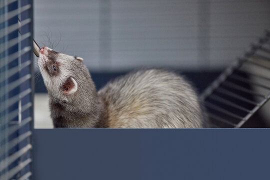Close-up of a Thirsty Dark sable Ferret Drinking Water from a Spout in a Wire Cage