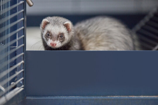Close-up of a Thirsty Dark sable Ferret Drinking Water from a Spout in a Wire Cage