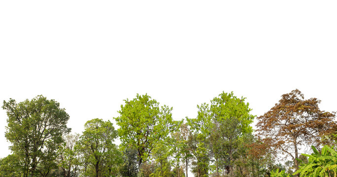 Cutout tree line. Forest and green foliage in summer. Row of trees and shrubs isolated on transparent background. Forest scape. High quality clipping mask