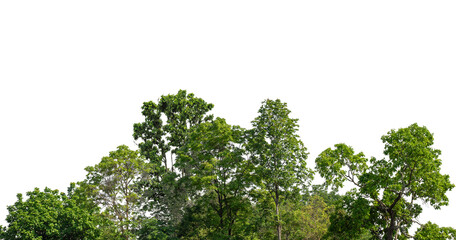 Cutout tree line. Forest and green foliage in summer. Row of trees and shrubs isolated on transparent background. Forest scape. High quality clipping mask © Design Zone