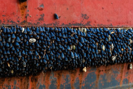Blue mussels, barnacles grow on rusty ship hull bottom. Aquatic life colonizes submerged metal surface. Marine organisms attach to weathered, worn paint on vessel. Sea life creates natural pattern on