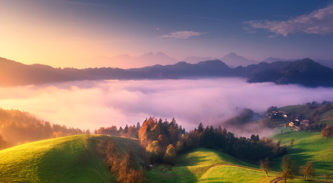 Aerial view of trees on alpine meadow, mountains in pink low clouds at foggy sunrise in summer. Top drone view of hills with green grass and trees in fog, purple sky at dawn. Slovenia. Landscape. Alps
