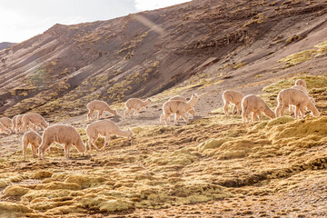 Naklejka premium Herd of alpacas near Vinicunca Rainbow mountain, Peru