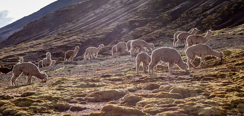 Naklejka premium Herd of alpacas near Vinicunca Rainbow mountain, Peru