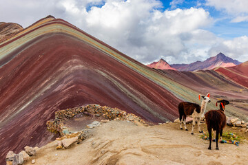 Llamas at Vinicunca Rainbow mountain, Peru © Matyas Rehak