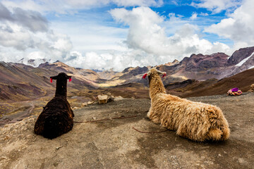Naklejka premium Alpacas at Vinicunca Rainbow mountain, Peru