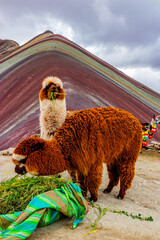 Fototapeta premium Alpacas at Vinicunca Rainbow mountain, Peru