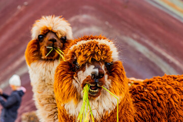 Naklejka premium Alpacas at Vinicunca Rainbow mountain, Peru